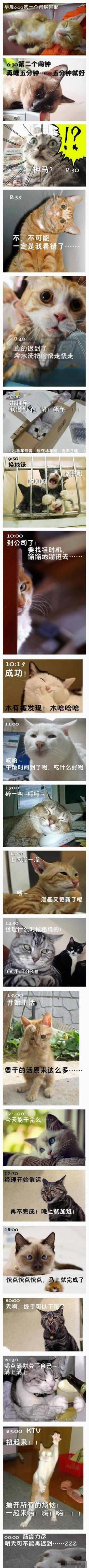 上班族的一天，萌猫版