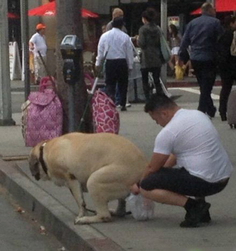 文明遛狗，点三十二个赞！