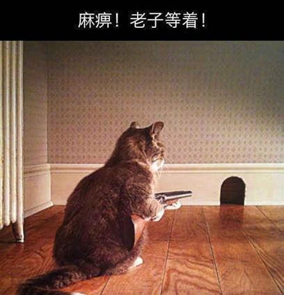 猫捉老鼠的武器升级了